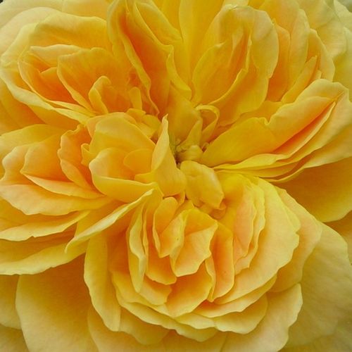 Růže online koupit v prodejně - Žlutá - Anglické růže - diskrétní - Rosa  Okályi Iván emléke - David Austin - Anglická růže s menším vzrůstem. Vhodná na sázení na terasy, balkony nebo k vytvoření lemů.